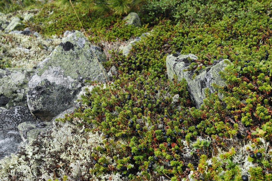 Можжевельник на Кольском полуострове