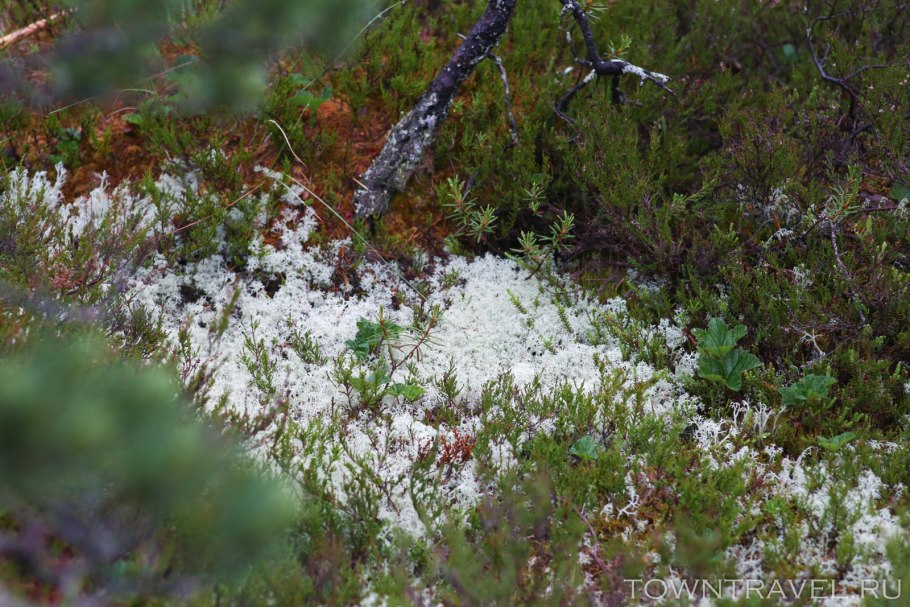 Ягель Олений мох в тундре