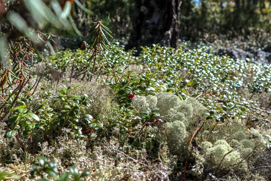 Кладонии ягель лишайник