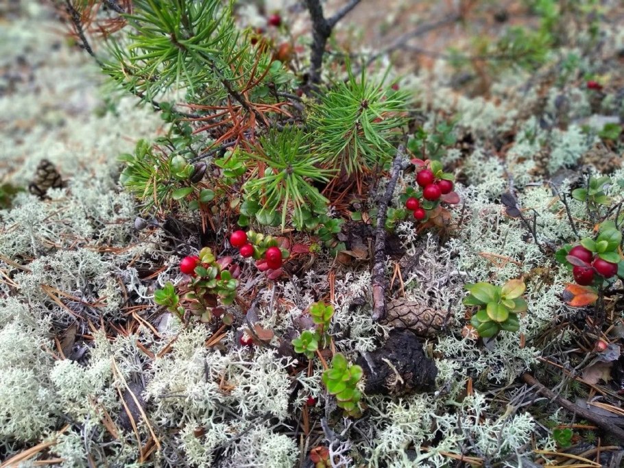 Кедровый стланик