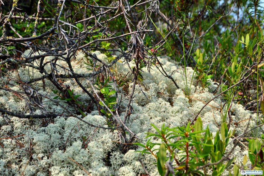Лишайники в лесотундре