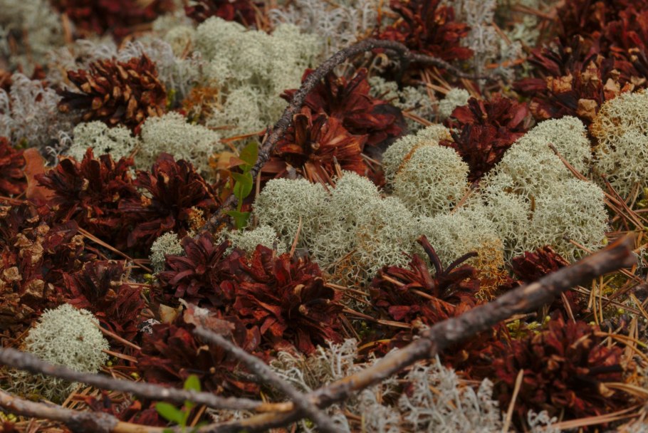 Березовое криволесье Хибины