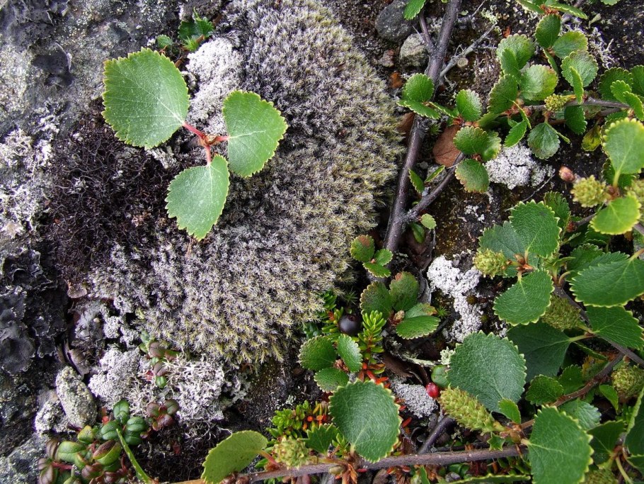 Salix arbuscula в тундре