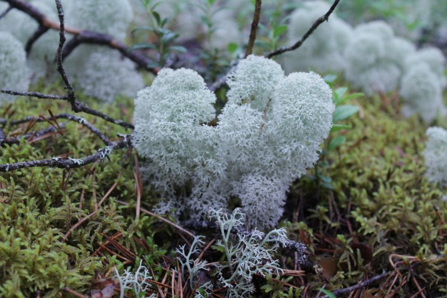 Cladonia cristatella
