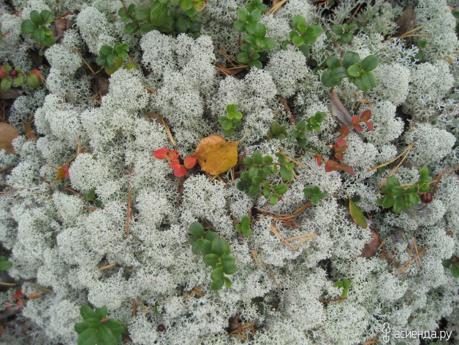 Ягель и ягоды в тундре