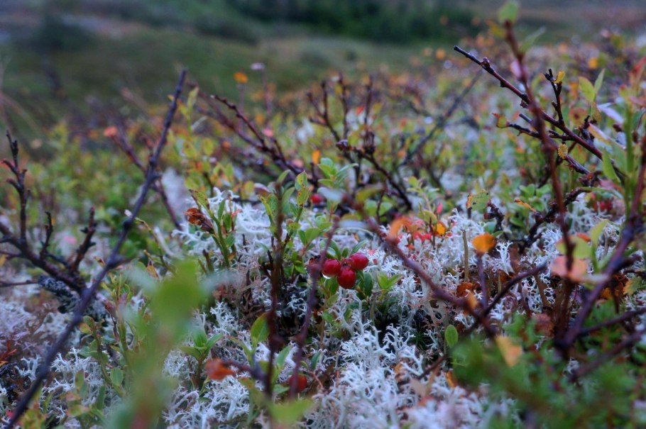 Vaccinium Vitis-idaea
