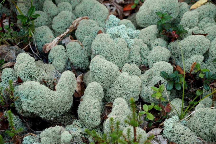 Сопки, тундра Кольский полуостров