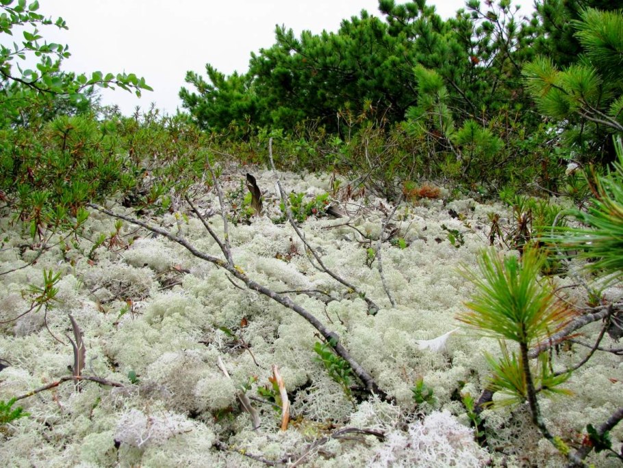 Карликовая береза в лесотундре