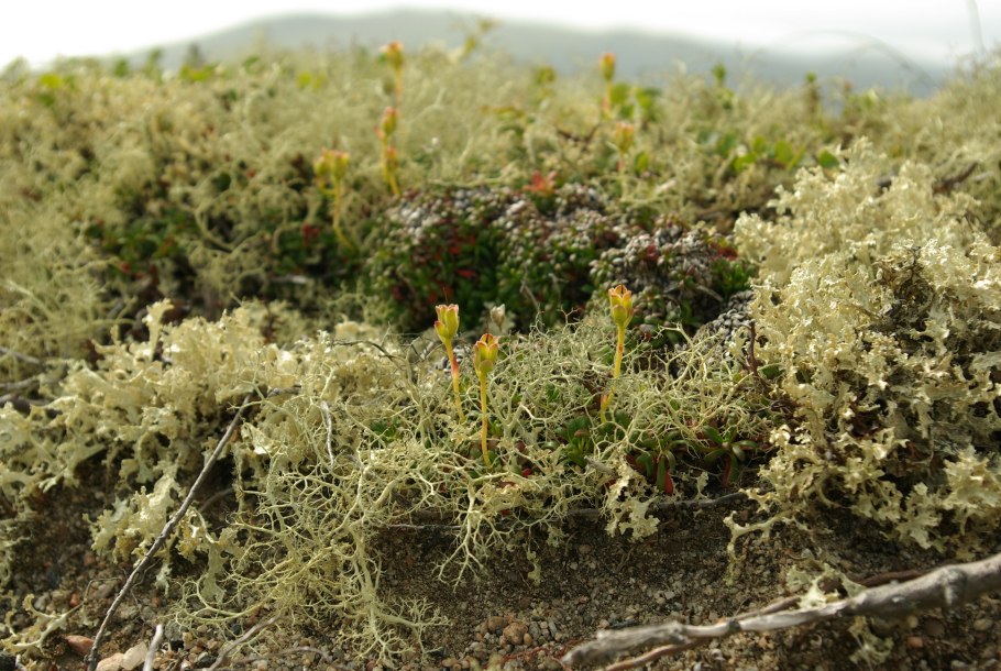 Ольховый стланик Камчатка