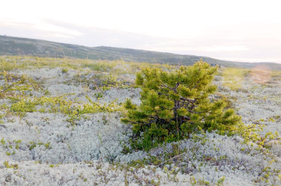 Можжевельник стланик