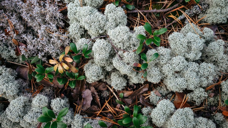Ягель на Алеховщине фото