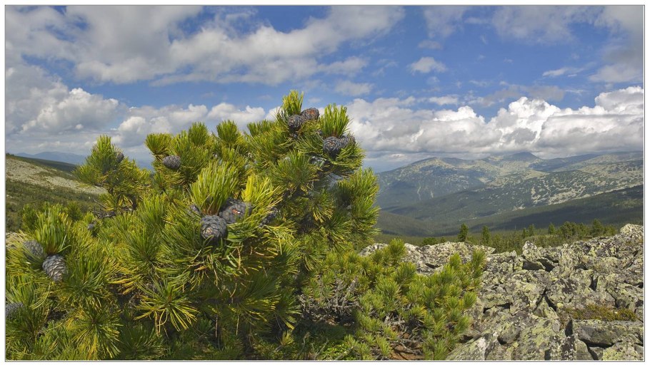 Низкорослый Березняк