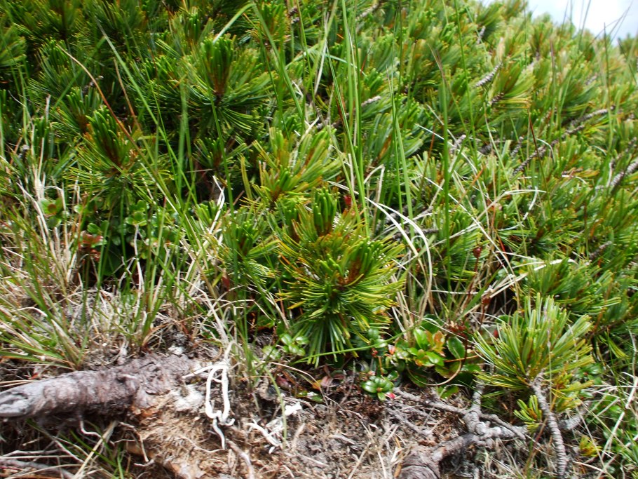 Карликовые березы в Гренландии