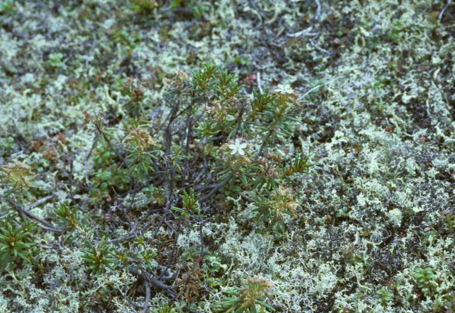 Pinus pumila Jeddeloh