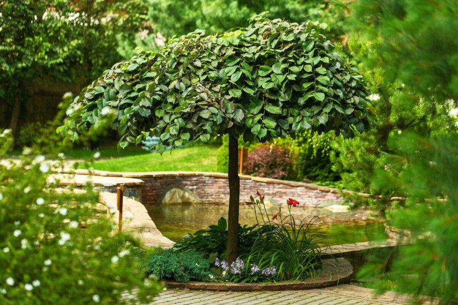 Бирючина ниваки