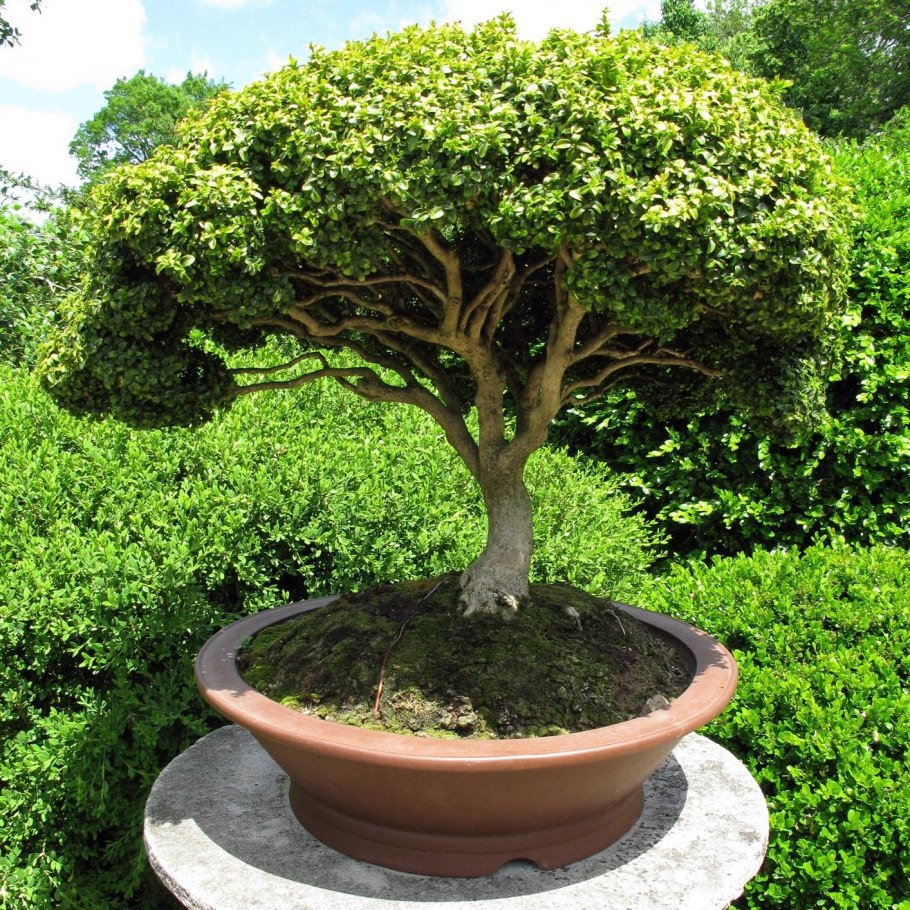 Самшит ниваки