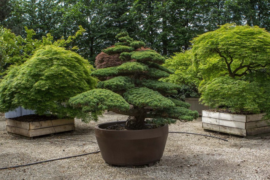 Сосна Горная ниваки