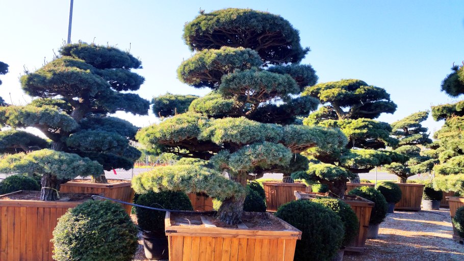 Сосна Горная бонсай ниваки