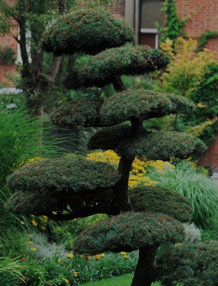 Сосна Горная ниваки