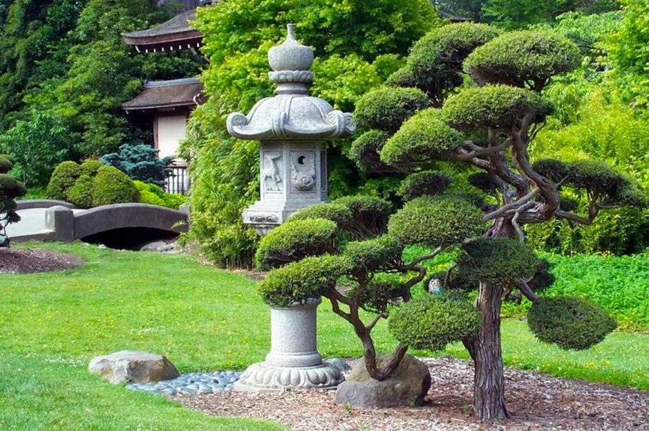 Японский сад дерево Банзай