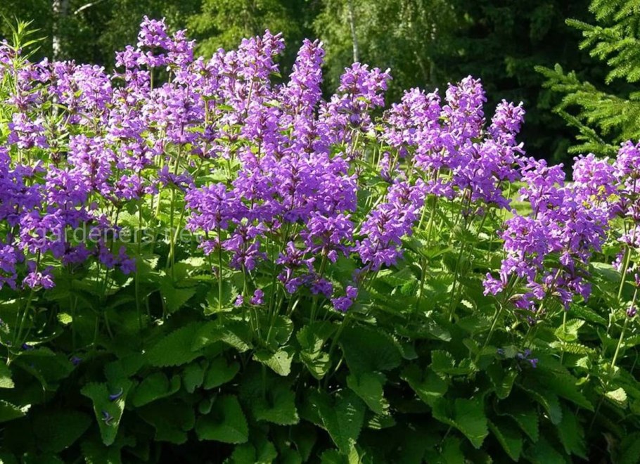 Стахис Монье rosea