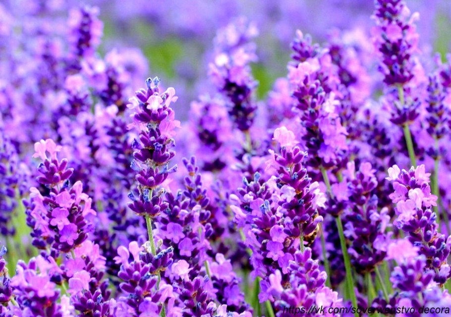 Лаванда узколистная масло