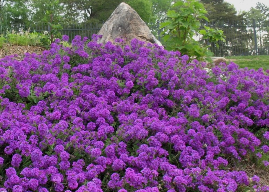 Вербена куст