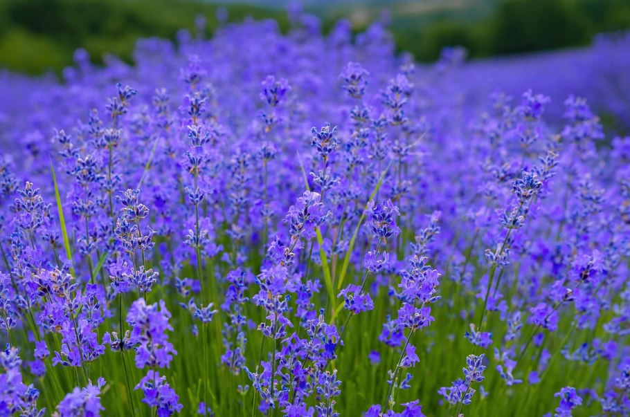 Цветы "Лаванда Горная"