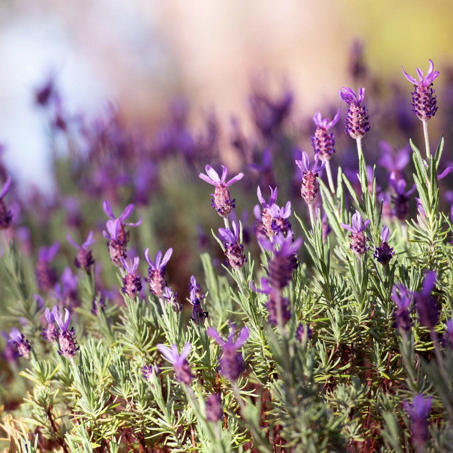 Вереск полевой фиолетовый