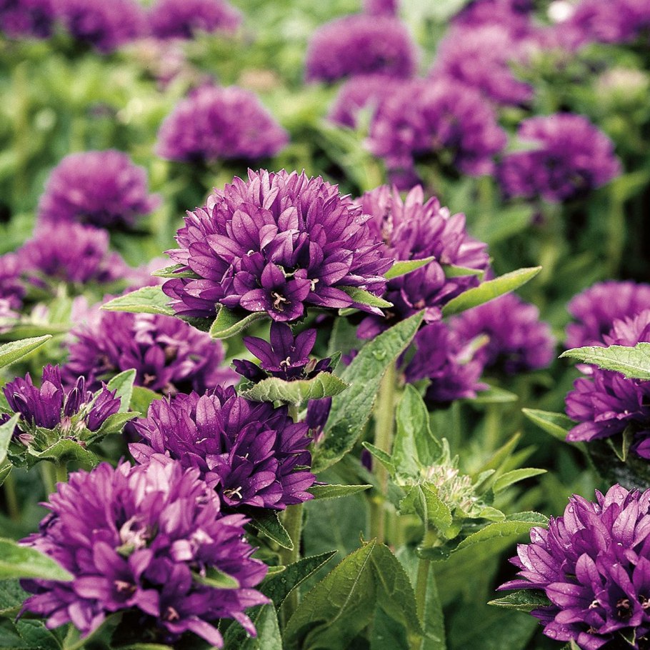 Сиреневые многолетники