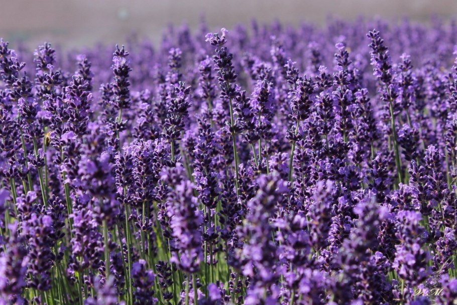 Lavandula (Лаванда) ang. Hidcote