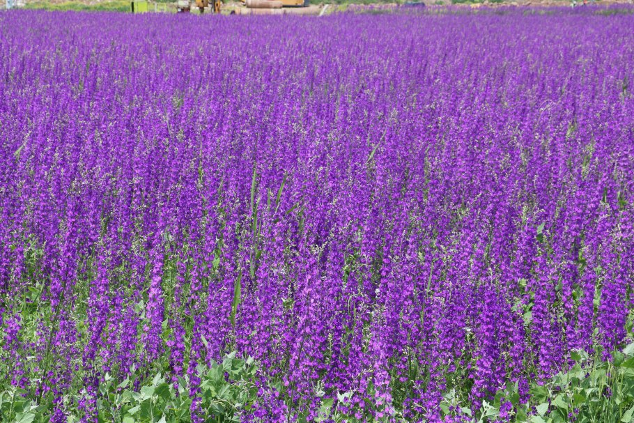 Фиолетовые полевые цветы называются