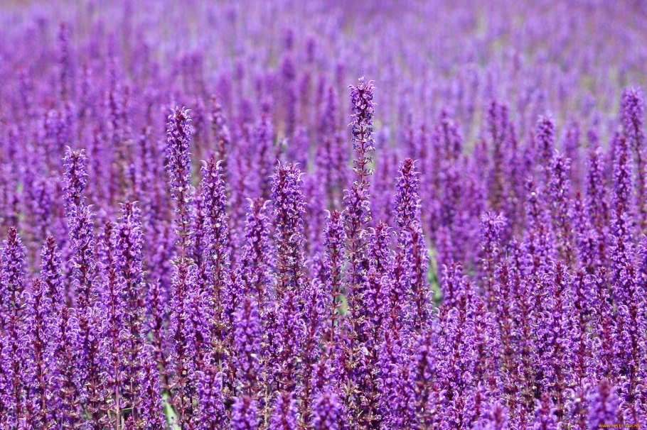 Фиолетовые полевые цветы