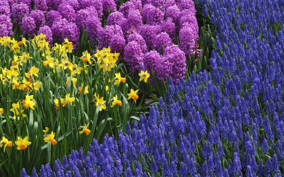 Луковичные цветы мускари