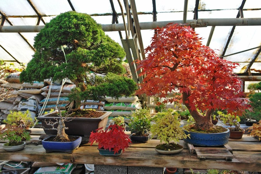 Бонсай Аптекарский огород