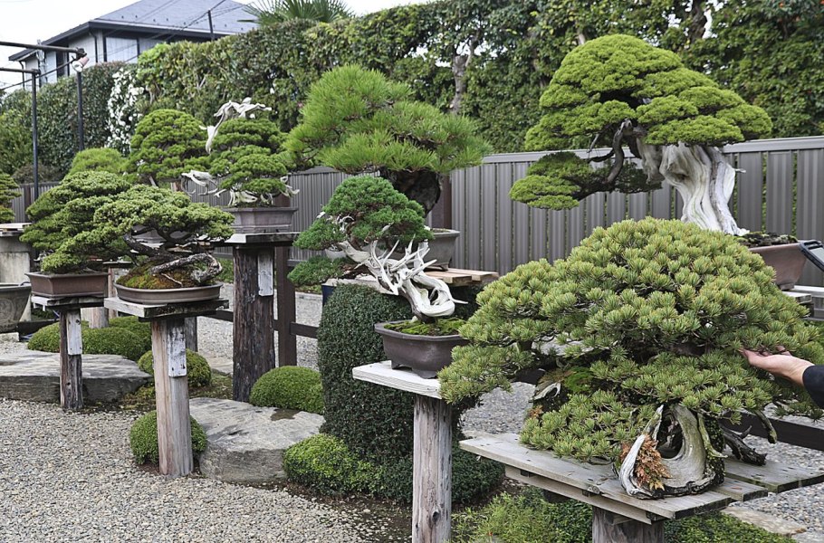 Lists Japanese Trees