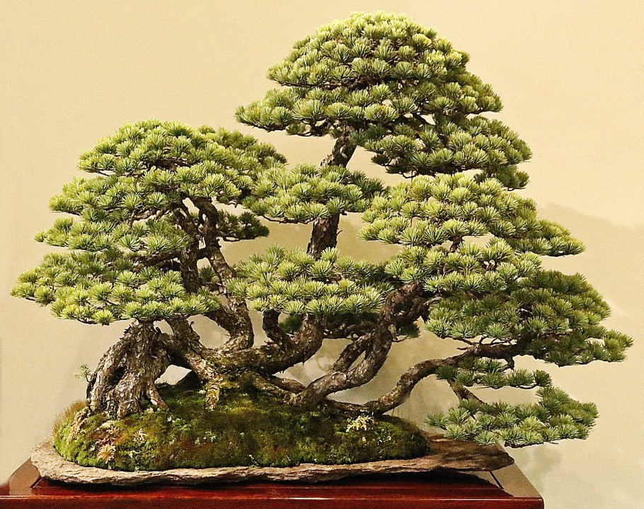 Бонсай Икадабуки