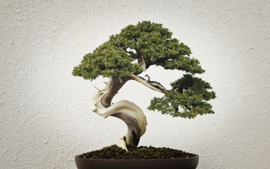 Bonsai дерево