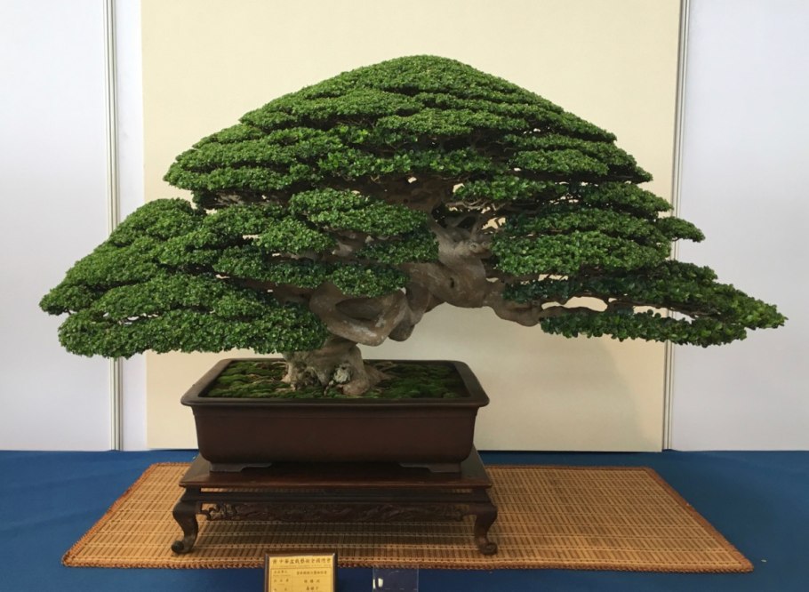 Бонсай Сехин