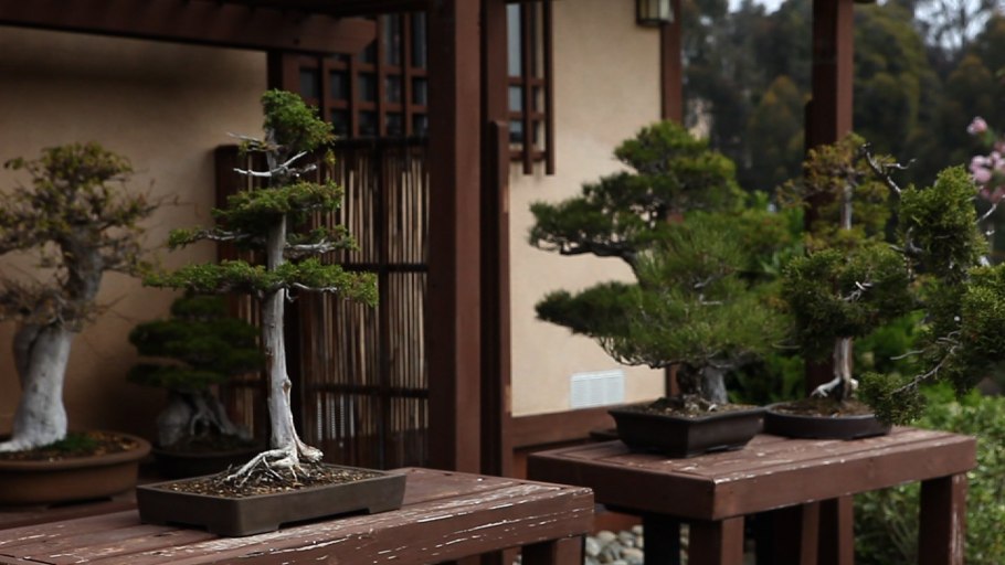 Империал Гарден бонсай