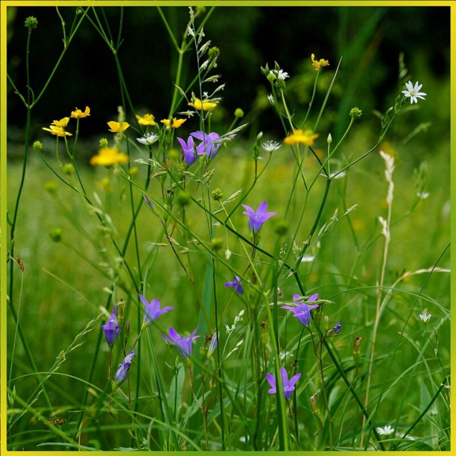 Июньские полевые цветы