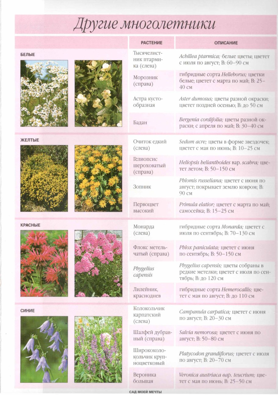 Какие растения цветут в июле