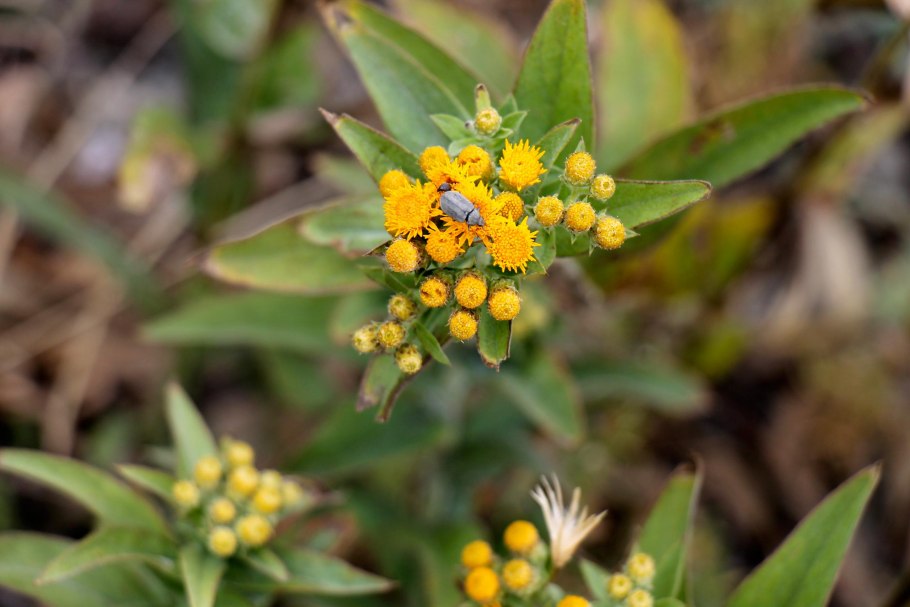 Лекарственные травы цветущие в июне