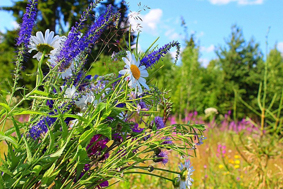 Шалфей ромашки васильки