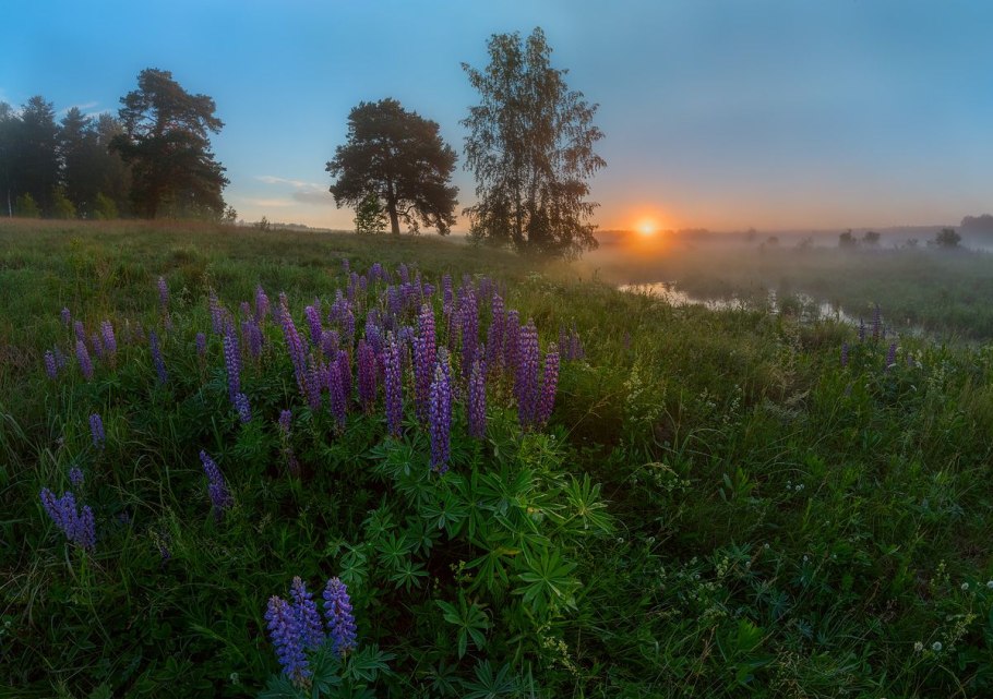 Деревенское поле с цветами