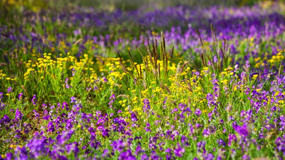 Полевые цветы медоносы