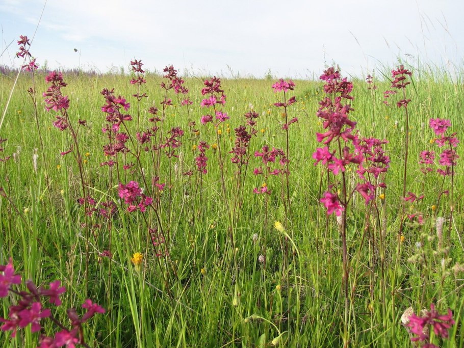 Смолка клейкая лихнис Вискария