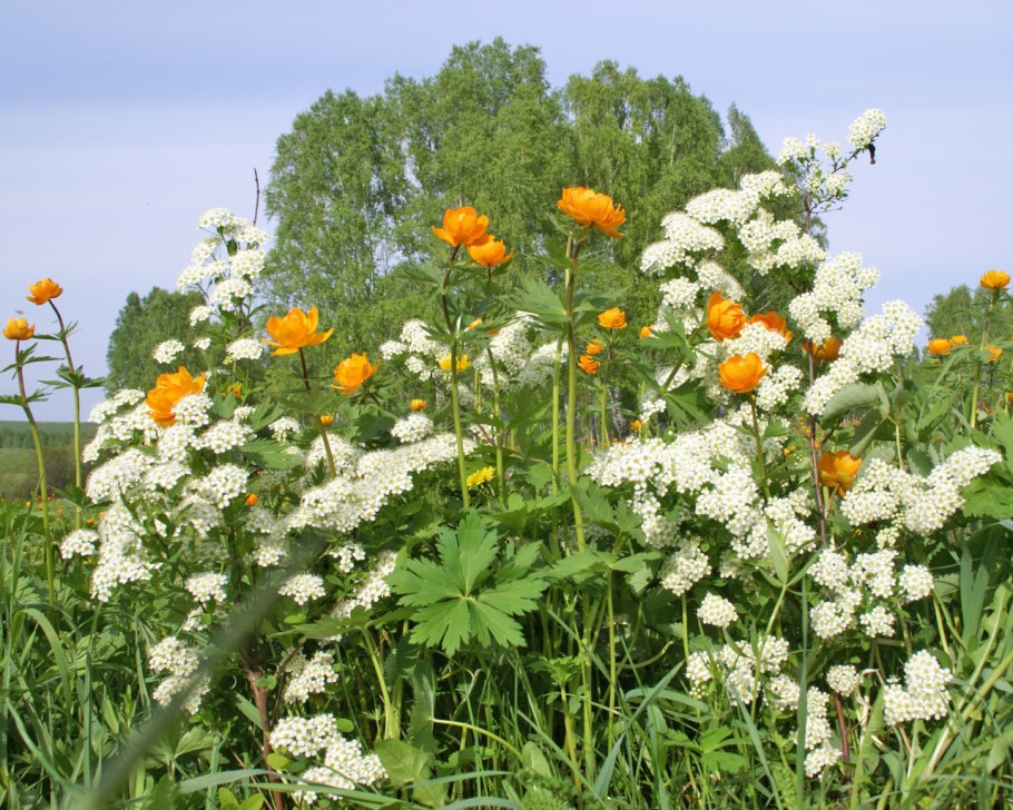 Цветущие травы июля