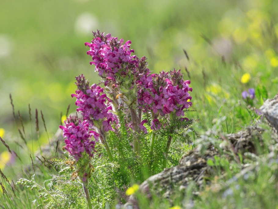 Обои цветы Монголии