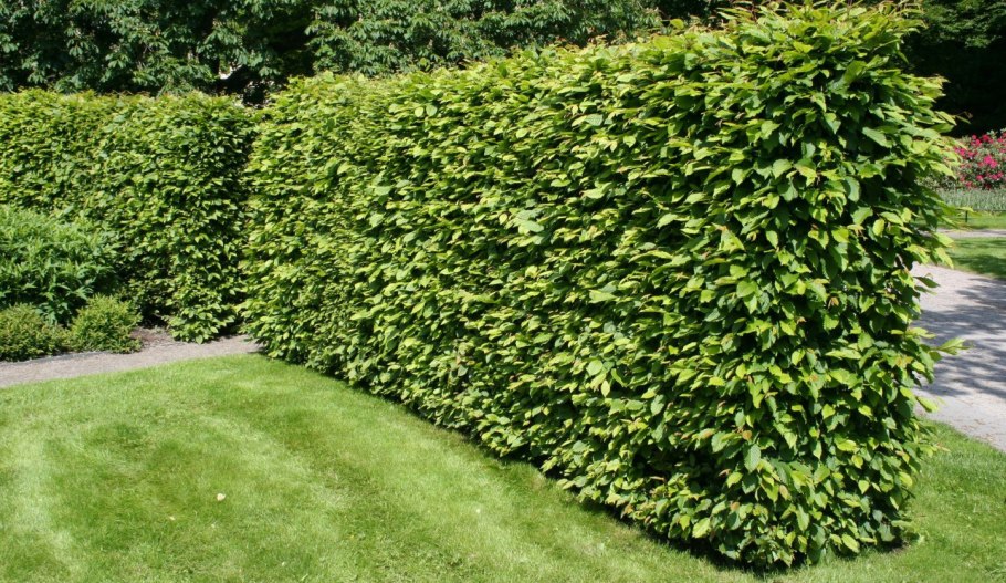 Граба восточного (Carpinus orientalis